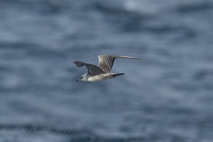 Long-tailed Skua