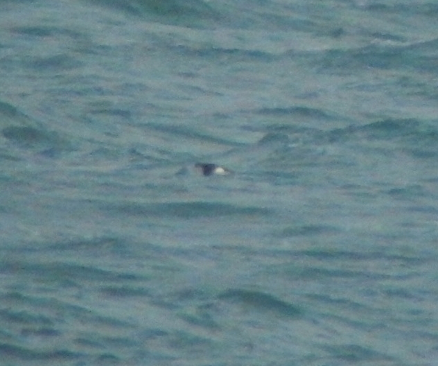 Barolo Shearwater