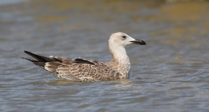 Caspian Gull