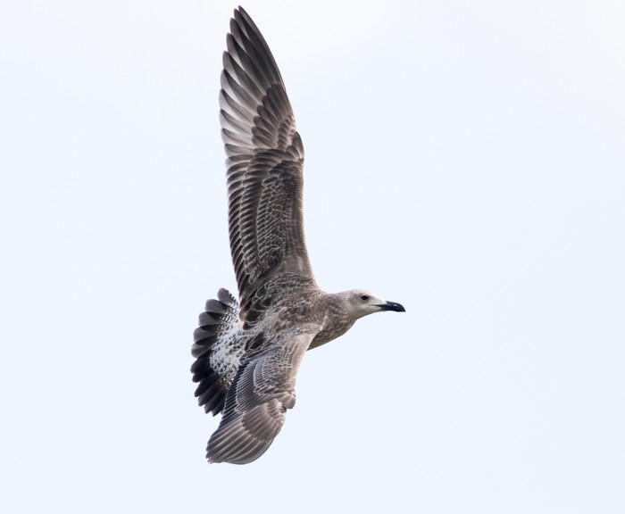 Caspian Gull