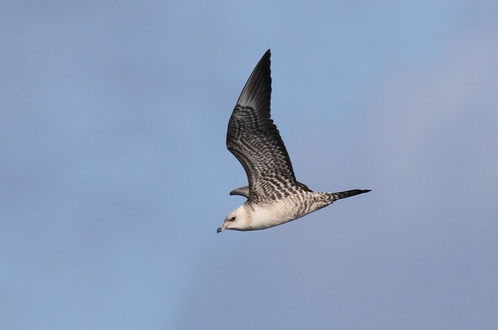 Long-tailed Skua