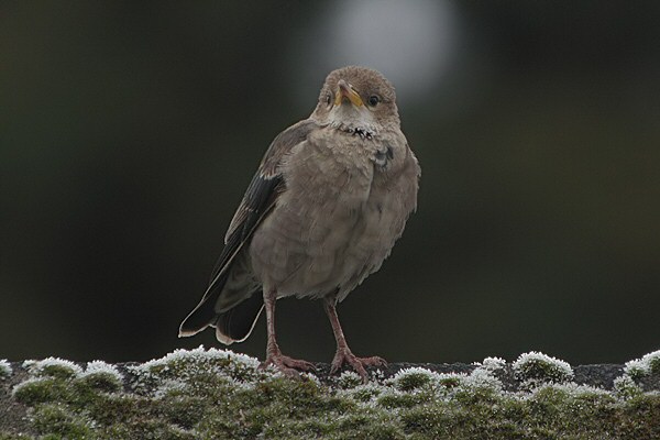 Rose-coloured Starling