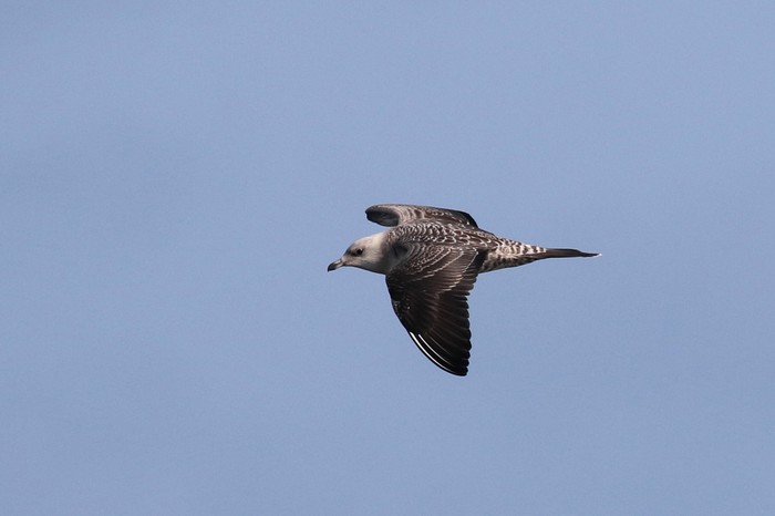 Long-tailed Skua