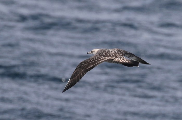 Long-tailed Skua