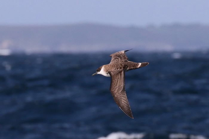 Great Shearwater