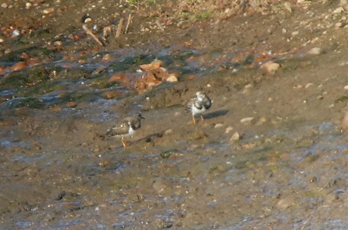 Turnstone