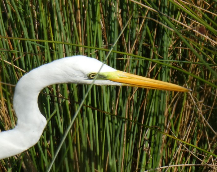 Great White Egret