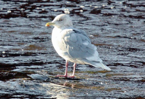Iceland Gull