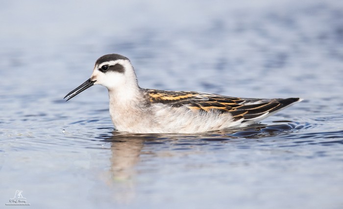 Red-necked Phalarope