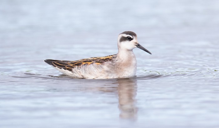 Red-necked Phalarope