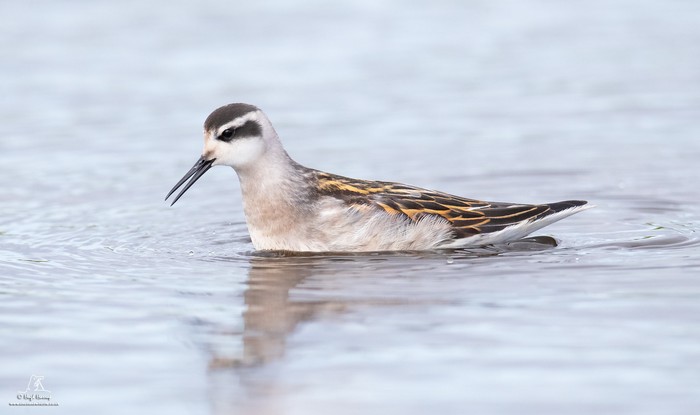 Red-necked Phalarope