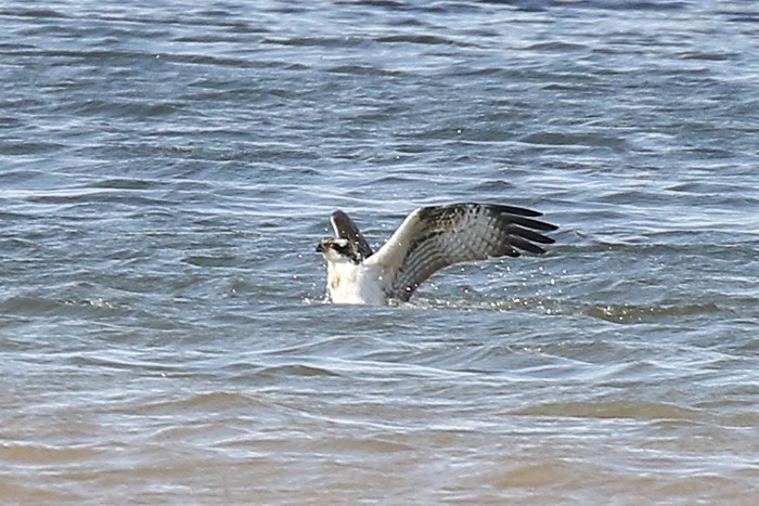 Osprey