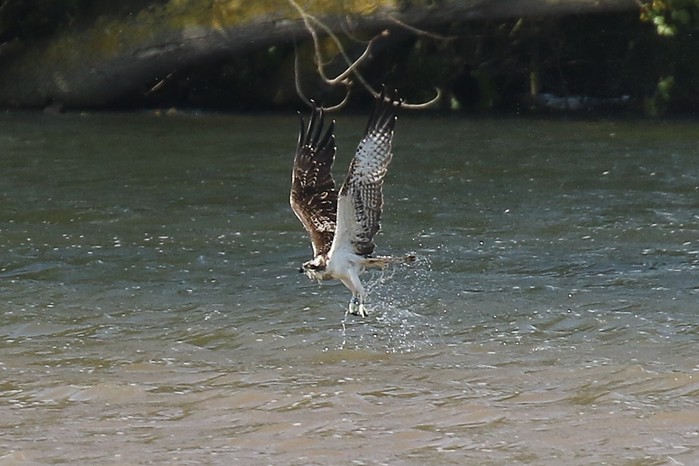 Osprey
