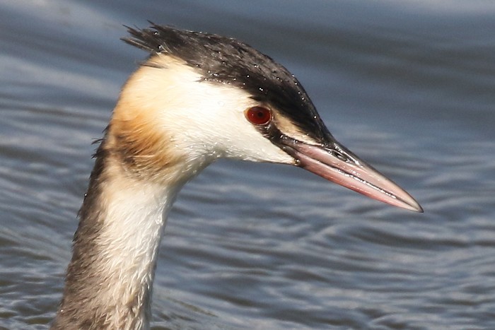 Great Crested Grebe