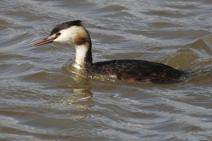 Great Crested Grebe