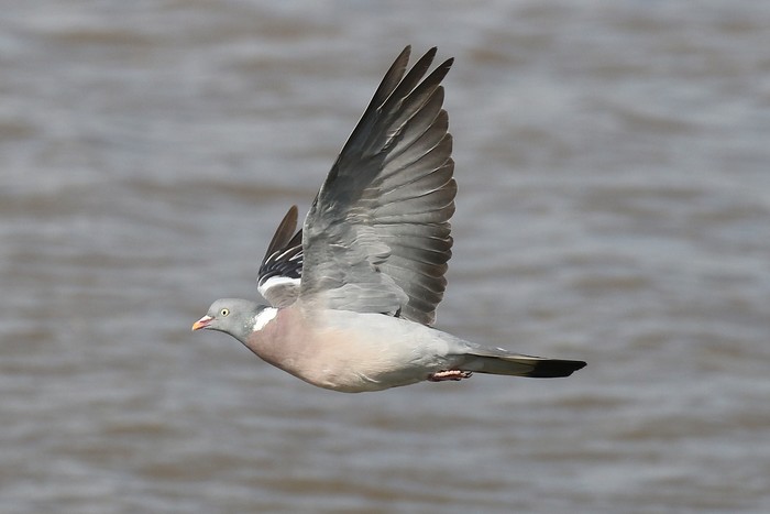 Woodpigeon