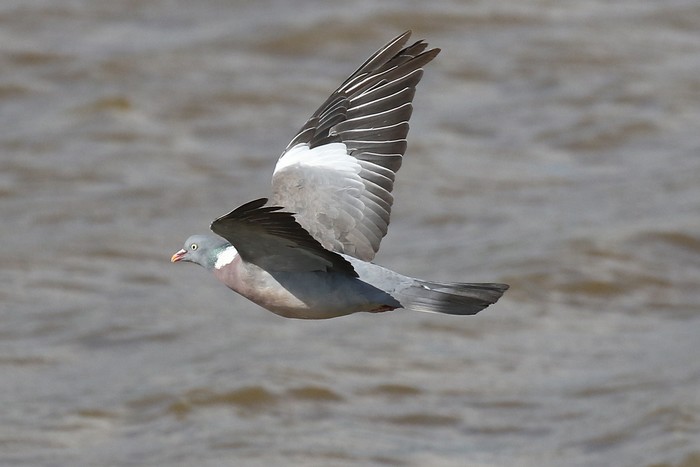 Woodpigeon