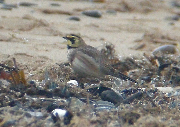 Shorelark