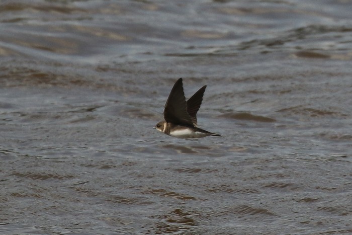 Sand Martin