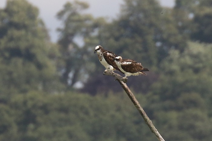 Osprey