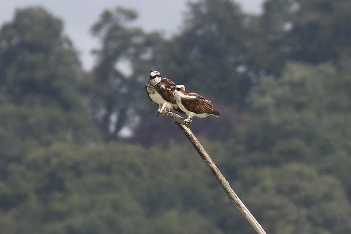 Osprey