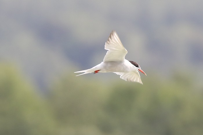 Common Tern