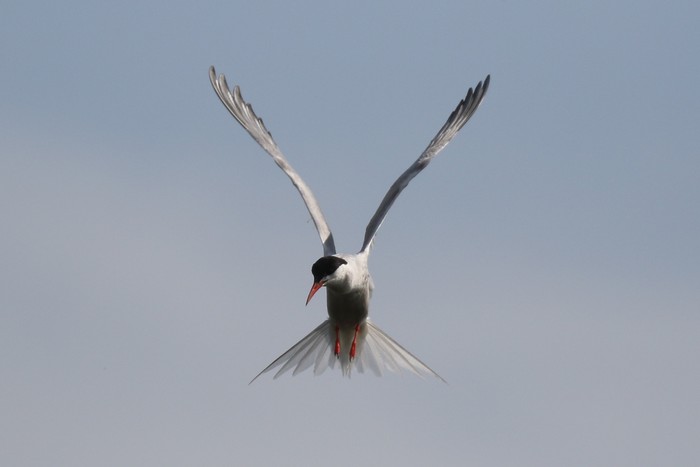 Common Tern