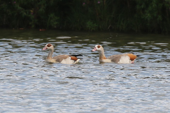 Egyptian Goose