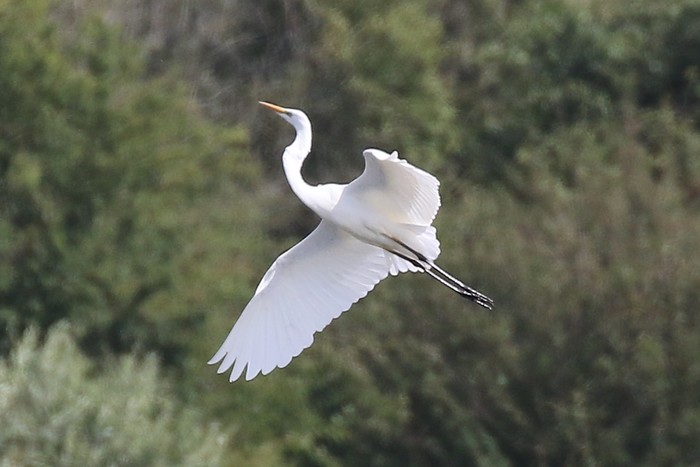 Great White Egret