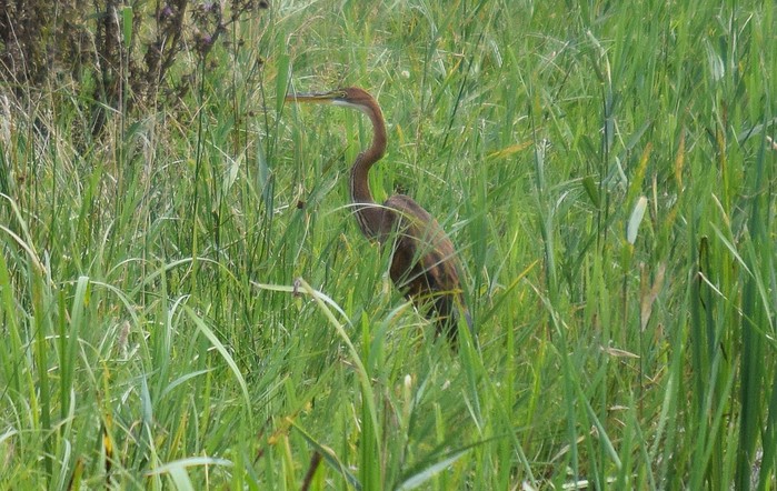 Purple Heron