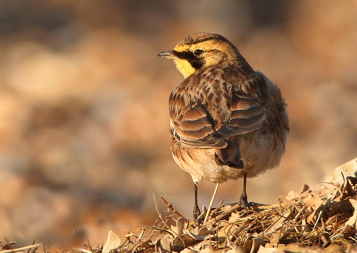Shorelark