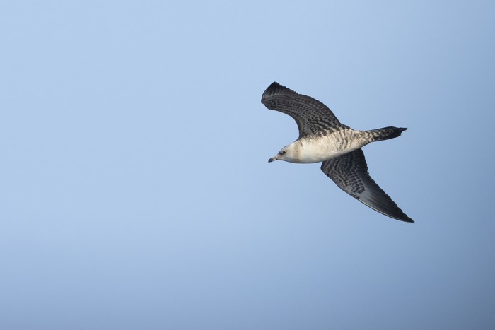Long-tailed Skua