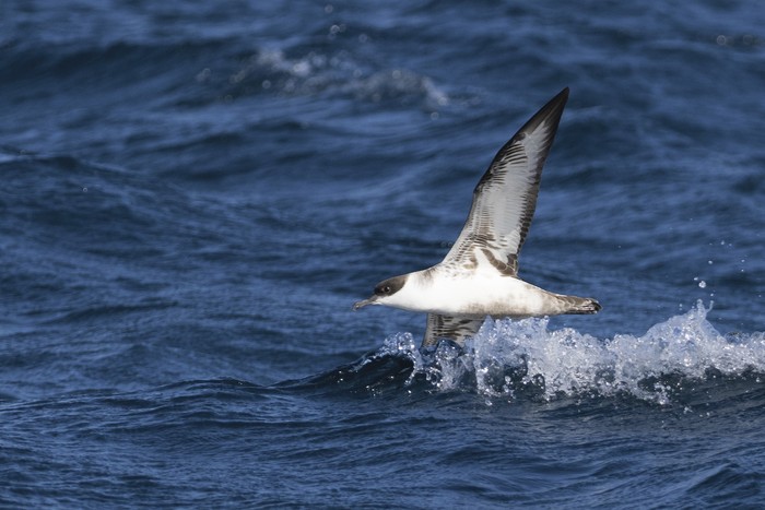 Great Shearwater