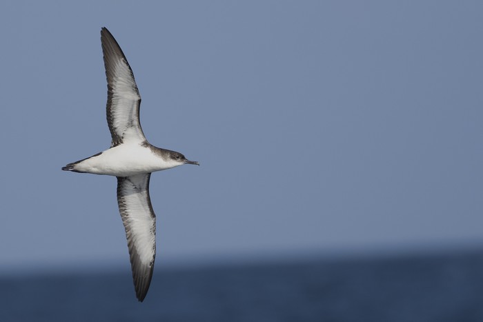 Manx Shearwater