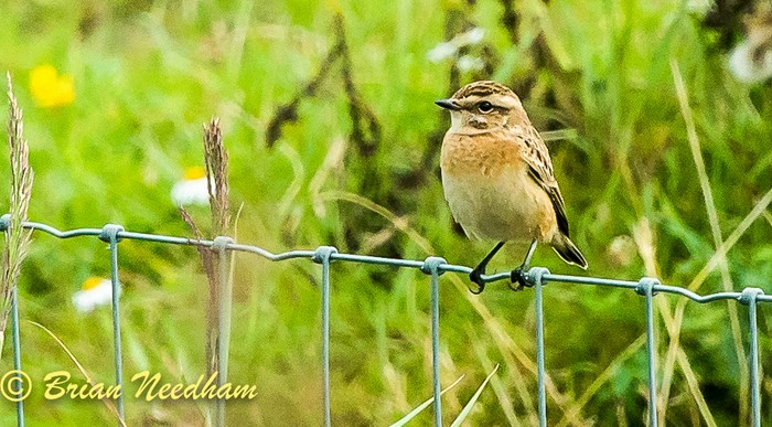 Whinchat