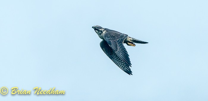 Peregrine