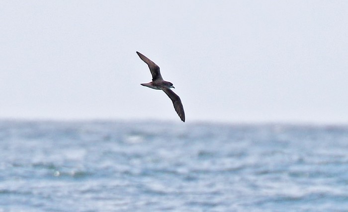 Zino's Petrel