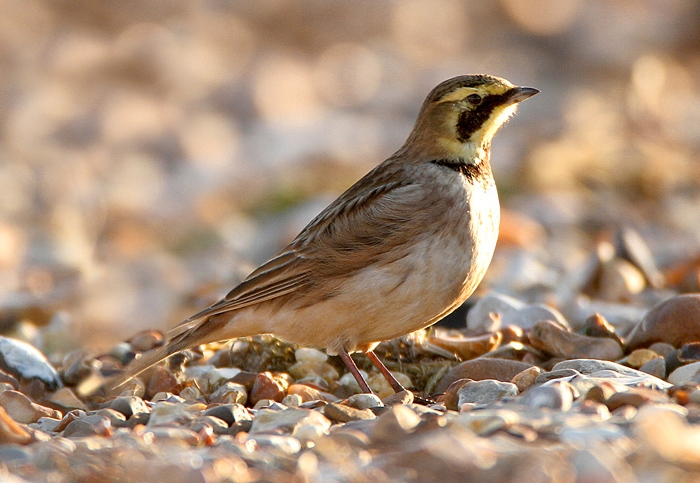 Shorelark
