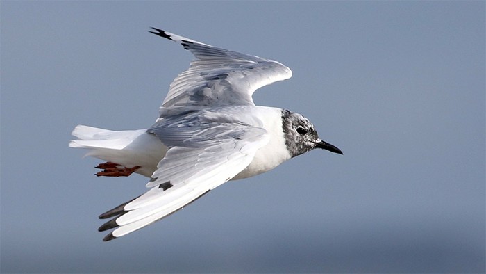 Bonaparte's Gull