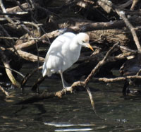 Cattle Egret