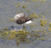 Wood Sandpiper