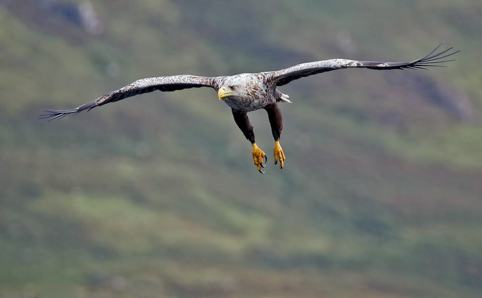 White-tailed Eagle