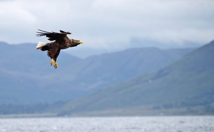 White-tailed Eagle