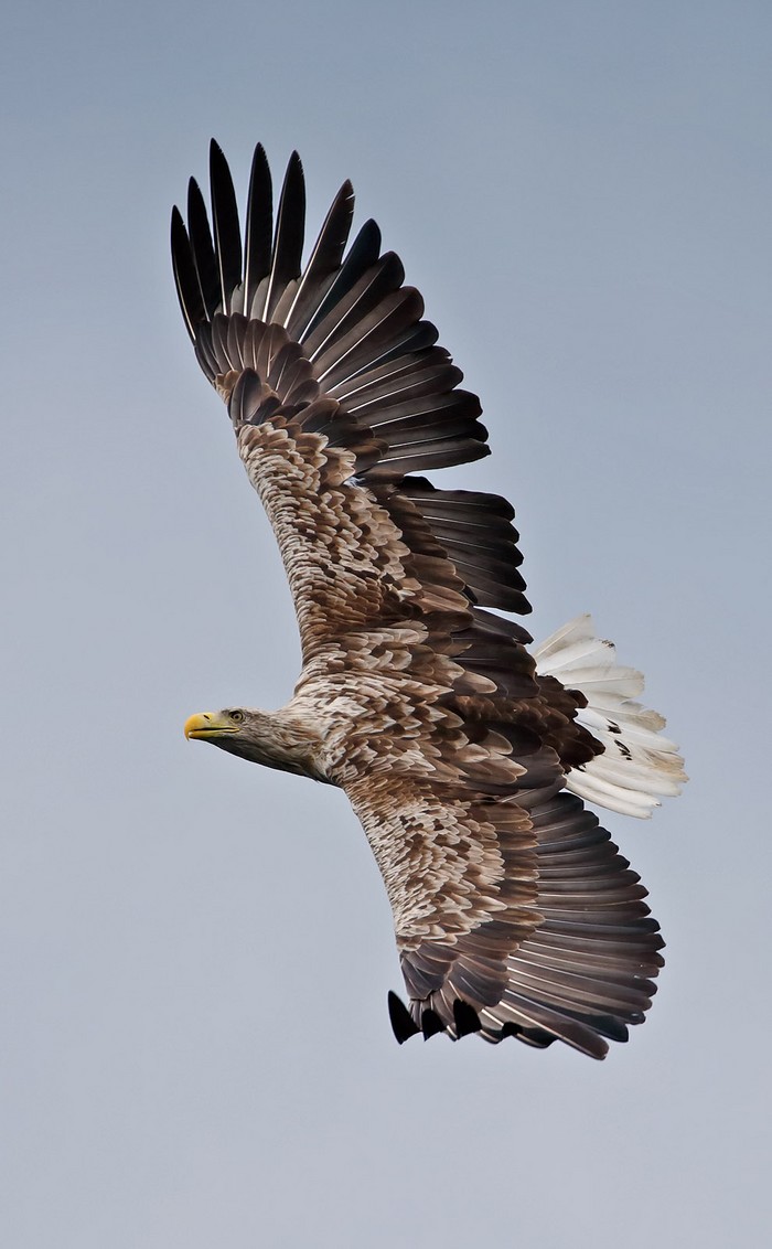 White-tailed Eagle