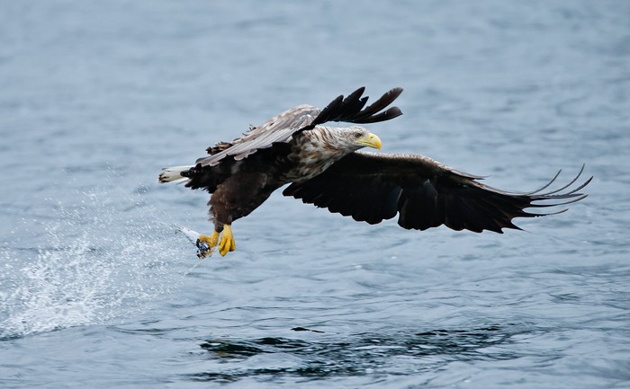 White-tailed Eagle