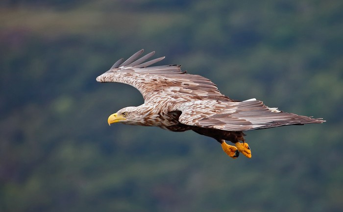 White-tailed Eagle