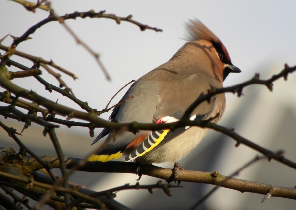 Waxwing