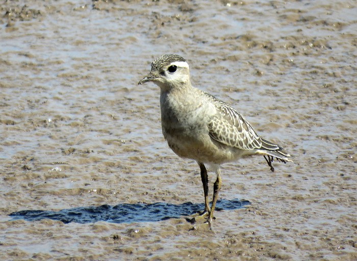 Dotterel