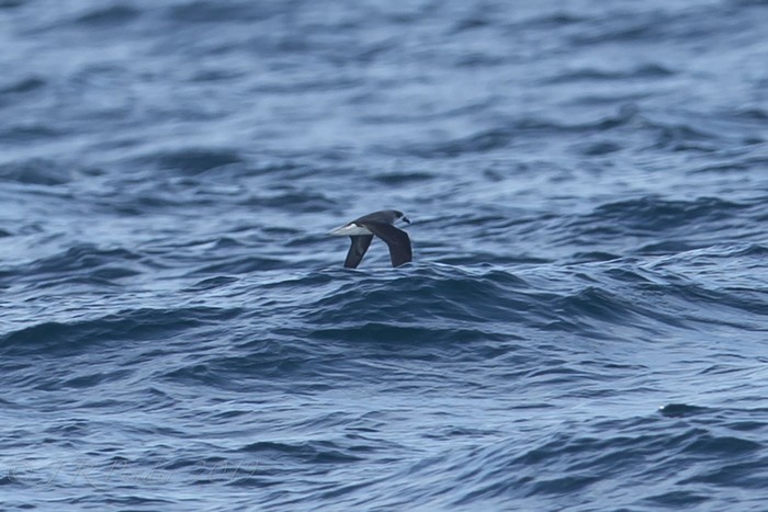 Fea's or Desertas Petrel