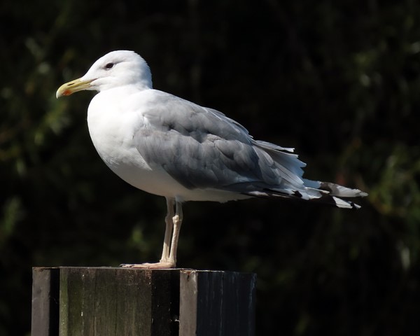 Caspian Gull